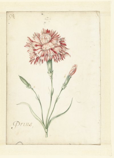 Carnation by Jacob Marrel (possibly)