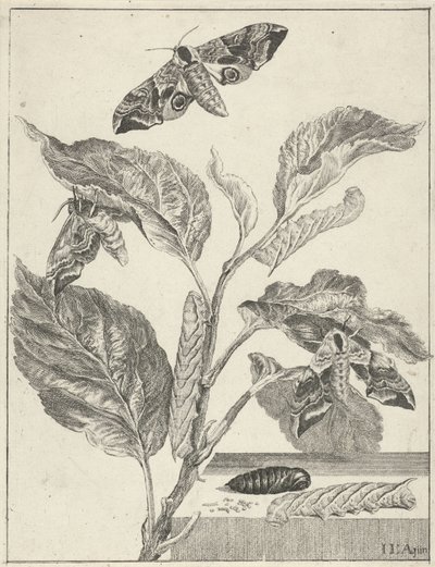 Leaves with Caterpillars and Butterflies by Jacob l