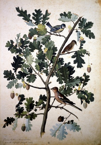 Herbarium: Quercus Robur by Jacopo Ligozzi