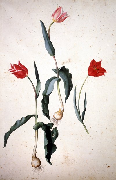 Herbarium: Tulipa Gesneriana by Jacopo Ligozzi