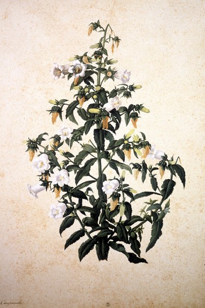 Herbarium: Campanula by Jacopo Ligozzi