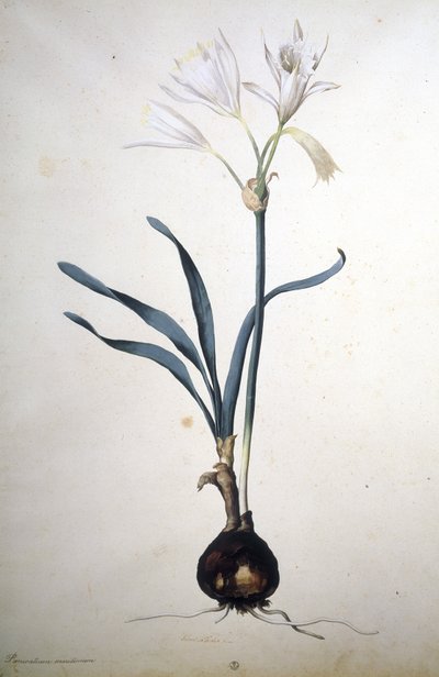 Unknown Image by Jacopo Ligozzi