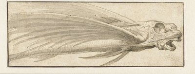 Flying Fish by Jacopo Ligozzi