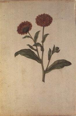 Calendula officinalis, c.1568 by Jacques  Le Moyne