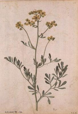 Ruta graveolens, c.1568 by Jacques  Le Moyne