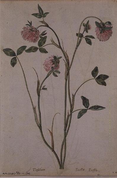 Triflorium pratense, c.1568 by Jacques  Le Moyne