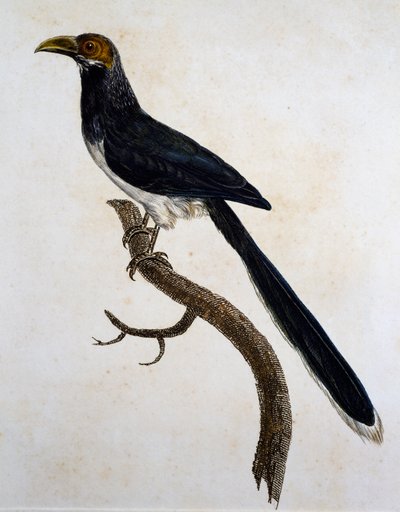 Red-faced Malkoha (Phaenicophaeus pyrrhocephalus) by Jacques (after) Barraband
