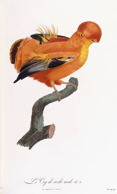 Male Cock-of-the-rock by Jacques Barraband