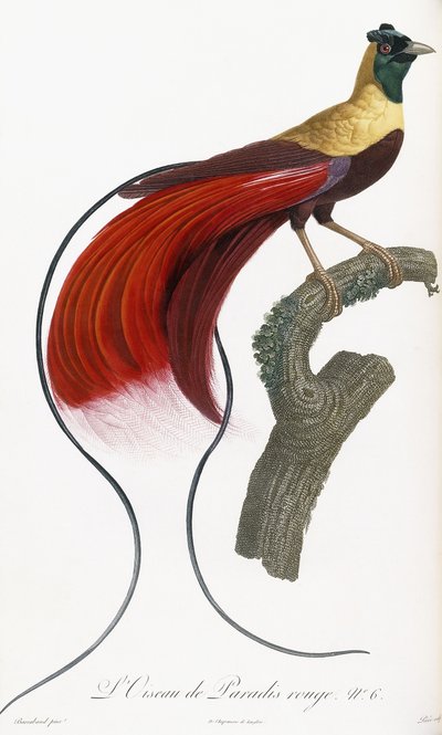 Red Bird of Paradise by Jacques Barraband