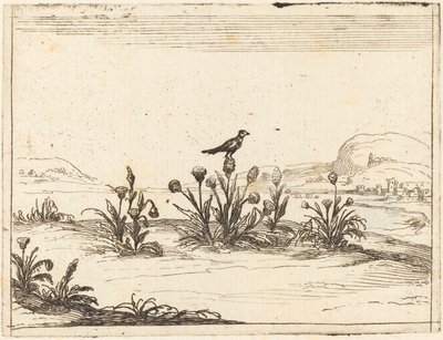 Bird Perched in a Thistle by Jacques Callot