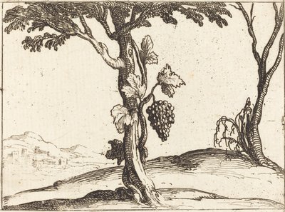 Bunch of Grapes by Jacques Callot