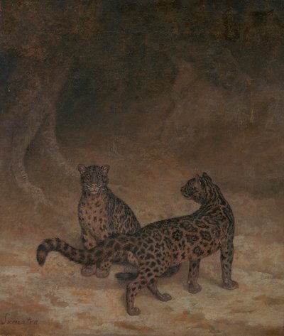Clouded Leopards by Jacques Laurent Agasse