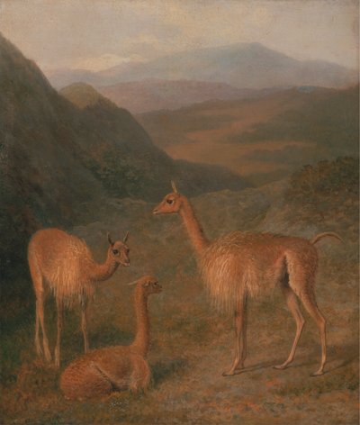 Vicunas by Jacques Laurent Agasse