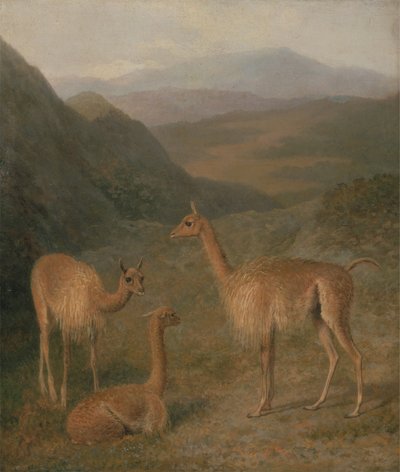 Vicunas by Jacques Laurent Agasse