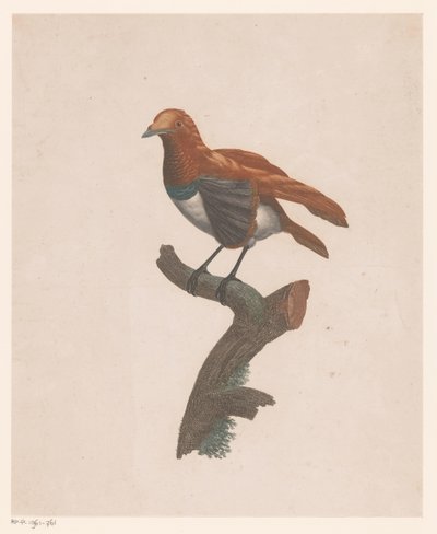 Bird on a Branch by Jacques Louis Perée