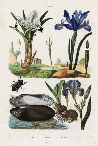 Iris, Mussel and Beetle by Jacques Reyne Isidore Acarie Baron