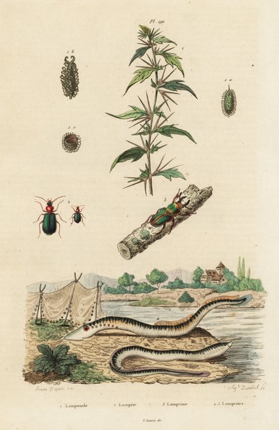 Sea Lamprey and Beetles by Jacques Reyne Isidore Acarie Baron