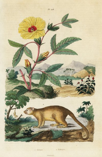 Kinkajou and Roselle by Jacques Reyne Isidore Acarie Baron