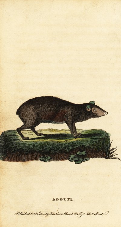 Agouti, Dasyprocta Species (engraving) by Jacques de Seve