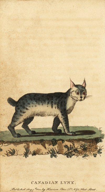Canadian Lynx, Lynx Canadensis (1800) by Jacques de Seve