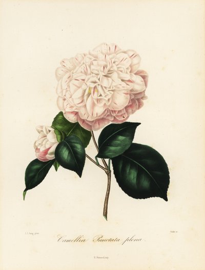 Camellia japonica variety by Jakob (after) Jung