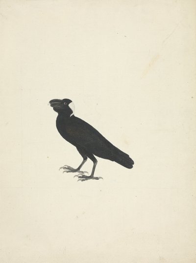 Corvus crassirostris (Thick-Billed Raven) by James Bruce