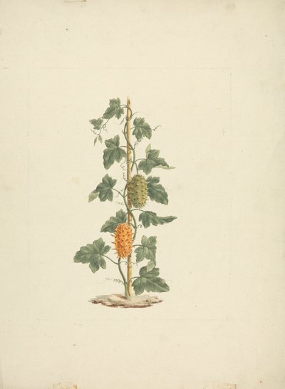 Cucumis metuliferus Naud (Wild Cucumber): finished drawing by James Bruce