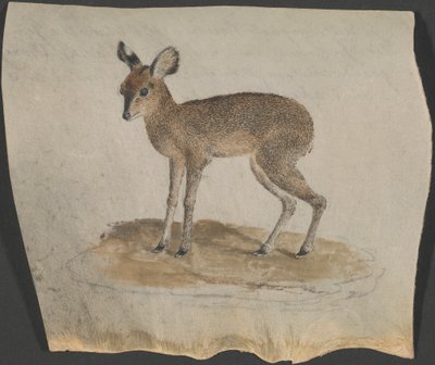 Dik-dik by James Bruce