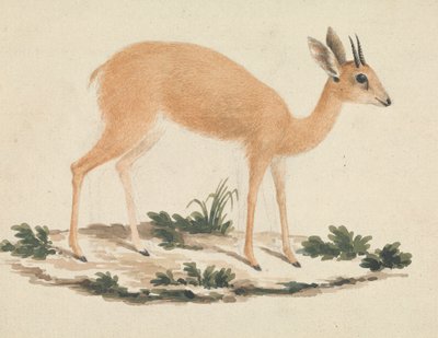 Madoqua (Dik-dik) by James Bruce