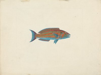 Unidentified Fish by James Bruce