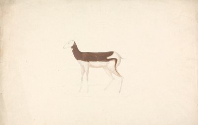 Unidentified Ungulate by James Bruce