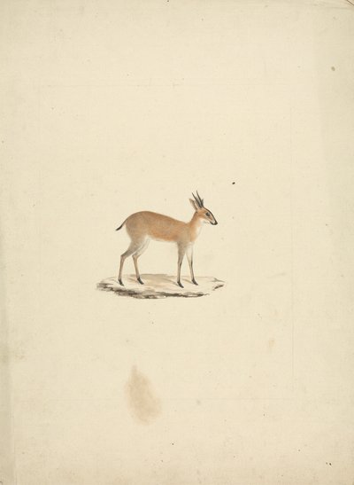 Unidentified Madogua (Dik-dik) by James Bruce