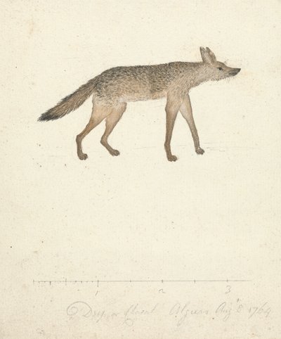 Wolf by James Bruce