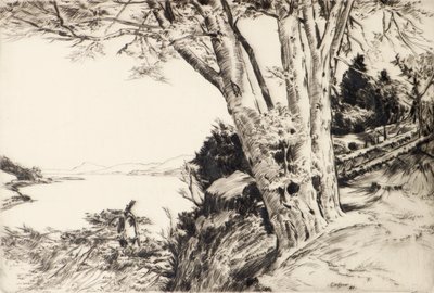 The Beech Tree by James Cadzow