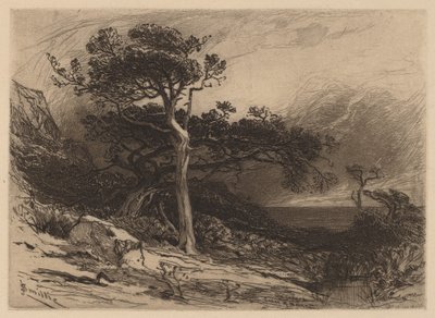 Old Cedars, Coast of Maine by James David Smillie