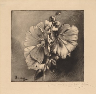 Single Hollyhocks by James David Smillie