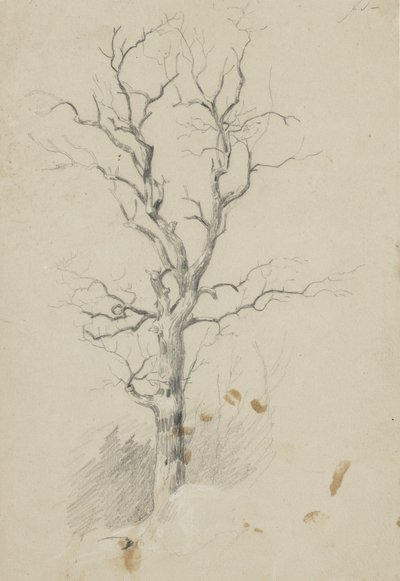 Tree by James David Smillie