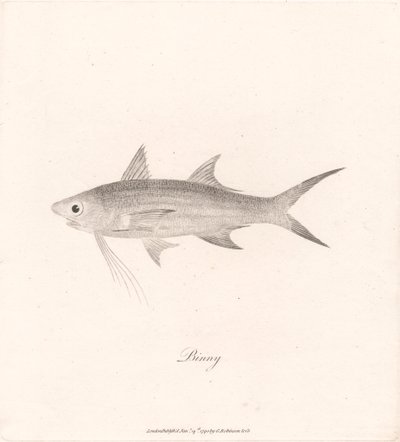 Binny by James Heath