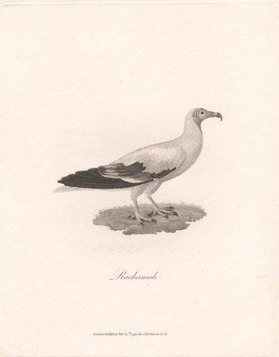 Rachamah by James Heath