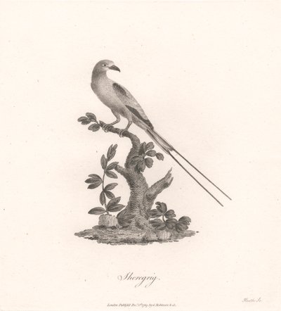 Sheregrig by James Heath