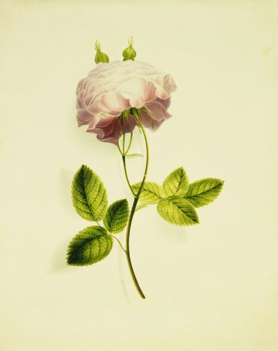 A Pink Rose by James Holland