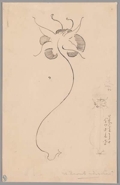 Butterfly (front); Study of Butterfly (back) by James McNeill Whistler