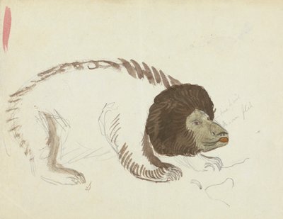 A Bear by James Sowerby
