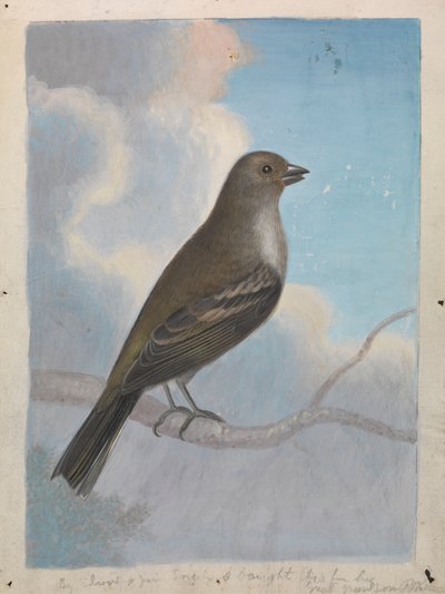 A Bird by James Sowerby