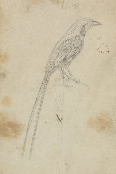 A Bird by James Sowerby