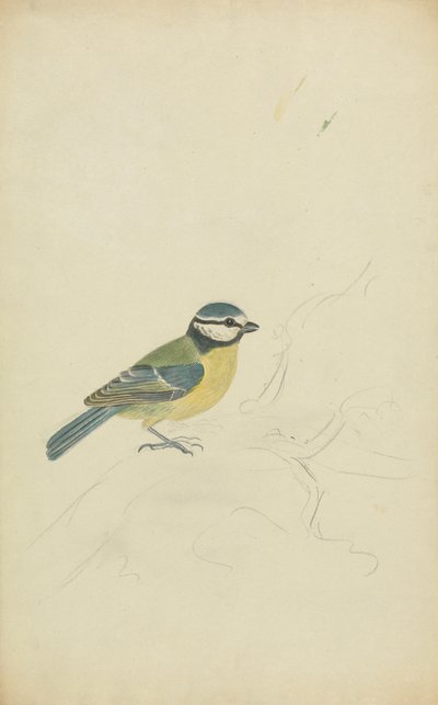 A Blue Tit by James Sowerby