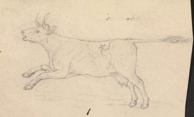 A Cow by James Sowerby