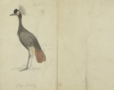 A Crane by James Sowerby