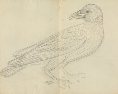 A Crow by James Sowerby