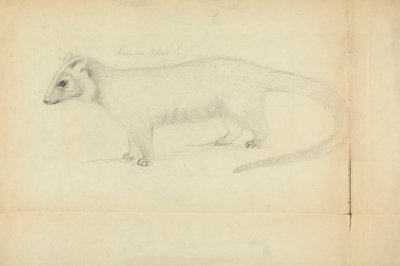 A Weasel by James Sowerby